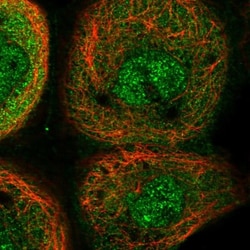 YOD1 Antibody, Novus Biologicals:Antibodies:Primary Antibodies